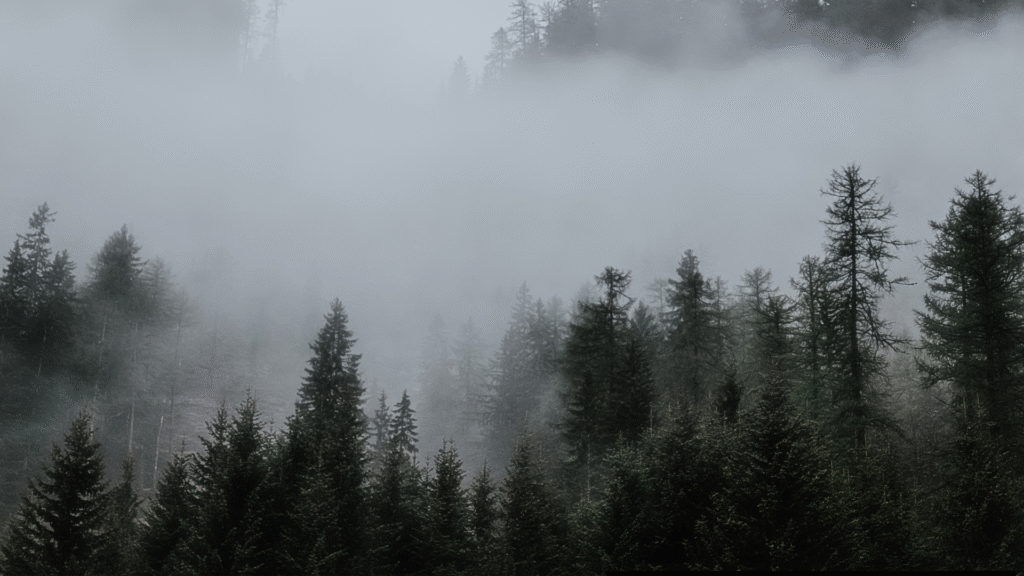 Dense fog in a forest.